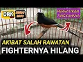 Download Lagu DARI TINGKAH LAKUNYA SAJA MURAI BATU INI JELAS HILANG FIGHTERNYA | CARA MERAWAT MURAI BATU