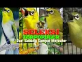 Download Lagu Rangkuman 8 pleci kasta tertinggi \u0026 terbaik