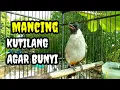 Download Lagu Suara burung kutilang gacor memancing lawan agar nyaut