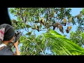 Download Lagu BERBURU GEROMBOLAN BURUNG PUNAI BUAT DI MASAK GURIH DI TENGAH HUTAN