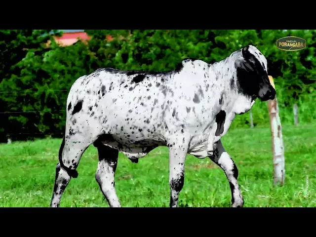 Lote 38