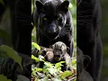 Lagu The Miracle in the Moonlight in the Wild 4K 🌿🌙 | Rare Black Panther Birth in the Wild #shorts