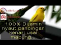 Download Lagu Di jamin nyaut pancingan kenari macet bunyi usai mabung...