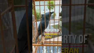 srigunting nembak cililin semi lovebird masteran srigunting abu 