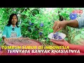 Download Lagu Budidaya Bunga Telang. Manfaat dan Cara Perawatan Supaya Tahan Lama.