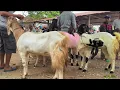Download Lagu 800 ribu !! Babon Hamil 3 bulan Harga Murah Meriah !! Pasar Kambing Jatirogo 