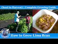Growing Lima Beans for a Delicious Soup