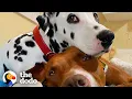 Dog BFFs Get Their Parents To Start Dating The Dodo