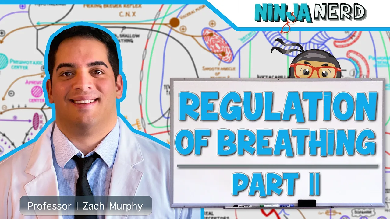 Respiratory | Regulation of Breathing: Central & Peripheral Chemoreceptors: Part 2