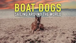 Rescue Dogs set sail in the Caribbean | Sailing Sunday | Ep.162