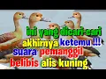 Download Lagu suara pemanggil belibis alis kuning ori‼️lesser whistling duck