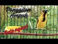 Download Lagu PANCINGAN SOGON GACOR NGLEPER‼SOGON TROTOL GACOR CUIT CUIT MEMANGGIL LAWAN