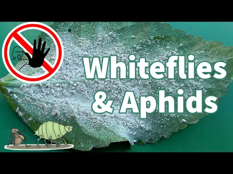 Download MP3 Organic White Fly Control : How to get rid of Whiteflies \u0026 Aphids