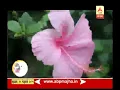 Download Lagu Ghe Bharari | Shoeblackplant uses | TIPS म