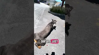 Doggy yoga ..  #fyp #dream #doberman #pets #yoga