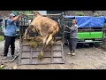 Lagu KUMPULAN SAPI NGAMUK GALAK KE HUJANAN TURUN DARI TRUK OLENG