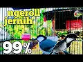 Download Lagu GELATIK BATU GACOR ‼️ pancing bunyi ngeroll suara burung gelatik batu