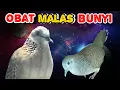 Download Lagu Perkutut Lokal Gacor Suara Tegas Vs Tekukur Gayer