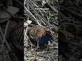 Download Lagu Kalij pheasant drinking water ... #kalij #kalijpheasant #birding #photography #beautiful #bird