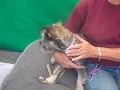 ADOPTED A5121331 Izzy Mini Schnauzer
