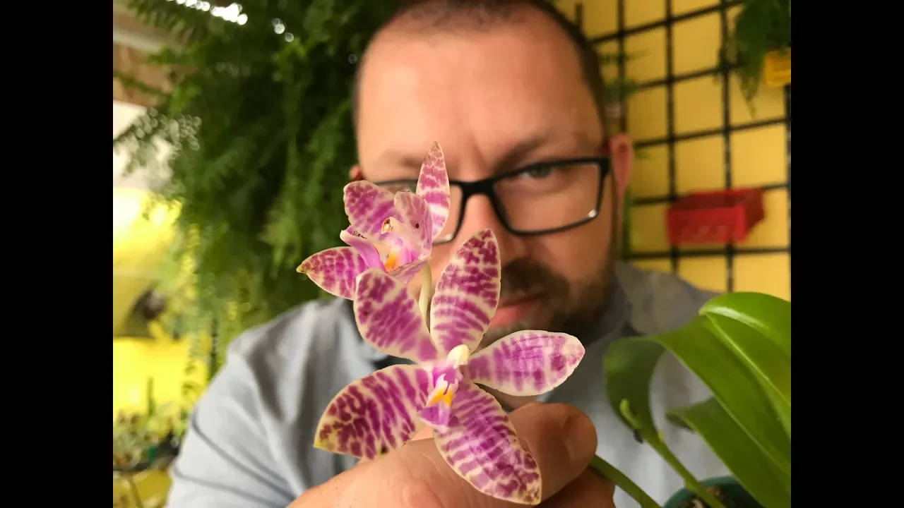 CONHEÇA O MELHOR ENRAIZADOR PARA SUAS ORQUÍDEAS!! SEACROP!! E MUNDO NPK!