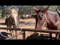 Mules are a Hybrid of a Donkey and a Horse