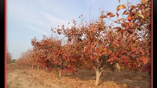 בדידות שלכת 