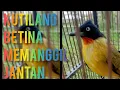Download Lagu SUARA BURUNG KUTILANG EMAS BETINA MEMANGGIL JANTAN