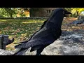 making a fabric crow sculpture