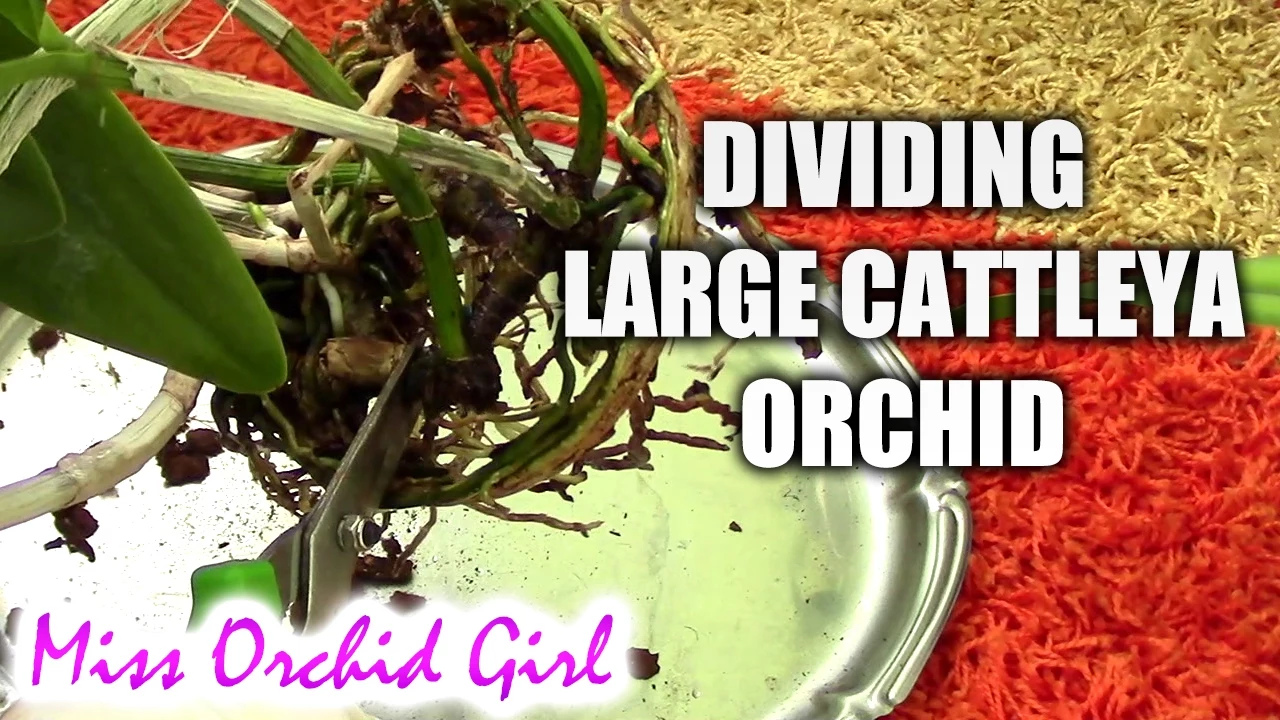 DIVIDING AND REPOTTING LARGE CATTLEYA ORCHID