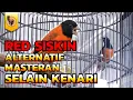 MASTERAN JOS SUARA RED SISKIN GACOR NGEROL JERNIH UNTUK MASTERAN MURAI BATU, KACER, CUCAK HIJAU, DLL