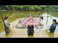 Download Lagu Harvest Lots Of Big Fish, Use 3-Wheeled Truck Transport Many Big Fish Goes To Market Sell