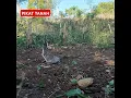 Download Lagu Pikat Tanah Perkutut Lokal #perkutut #burung #anggunganperkutut #birdslover #anggungan #birdsounds