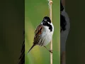 Download Lagu #beautiful #animals  #birdsofprey #travel #vogelAmerican #burungkecil #pleci #shorts #shortvideo