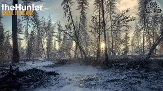 theHunter Call Of The Wild - Medved Taiga Ep 25