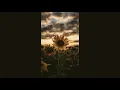 Download Lagu Sunflower   Rex Orange County slowed + reverb