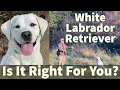 White English Labrador Retriever Is It Right For You