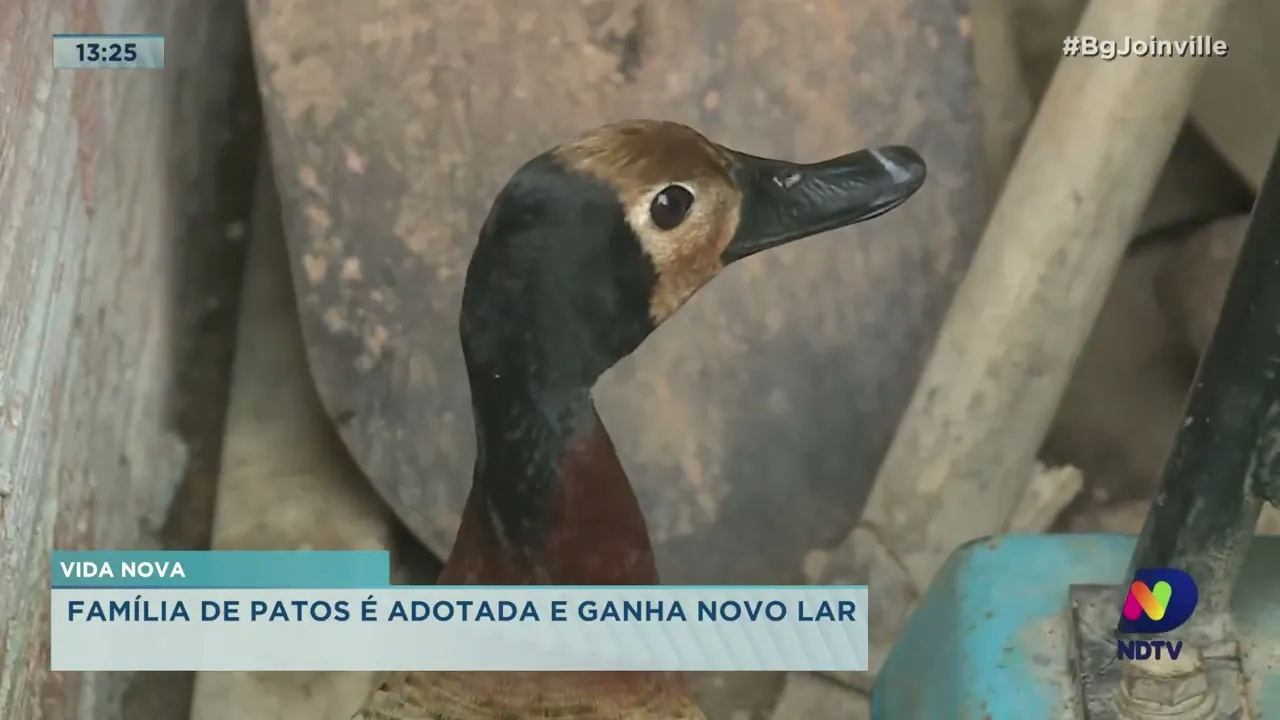 Vida nova: família de patos é adotada e ganha novo lar