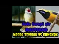 Download Lagu Kapastembak vs cungkok lagu jernih  plus terapi jeda suara air
