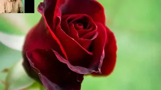 الوردة الفنان سيف النصر 