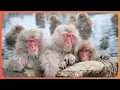 Macaques Life Inside A Japanese Monkey Gang 4K Documentary