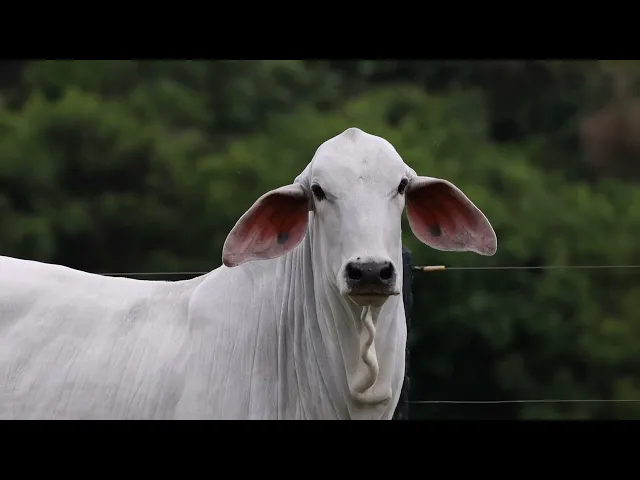 Novilha Tabapuã TTAR - 666