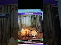 Watch how Wordscapes Wildlife finish now option eats your coins