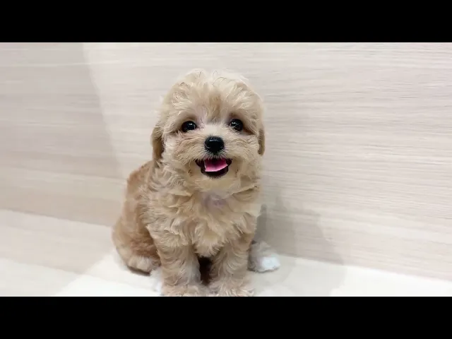 動画