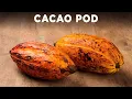 Lagu Opening A Cacao Pod