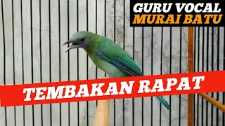 cucak cungkok betina gacor nembak rapat masteran murai batu