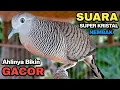 Download Lagu Perkutut Lokal Gacor Suara Paling Ampuh Untuk Pancingan Burung Perkutut Agar Bunyi.