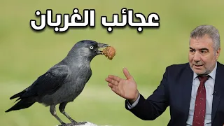 لماذا أمر النبي بقتل الغراب    سر خطير وراء هذا الطائر   دندنها