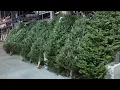 Live Christmas Trees At the Store