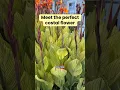 Download Lagu The flower that rivals the sunflower 🌻  in stature